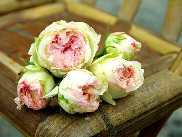 新品欧月【 夏日羊绒】【夏日绒球】 浓香 丰花灌木月季