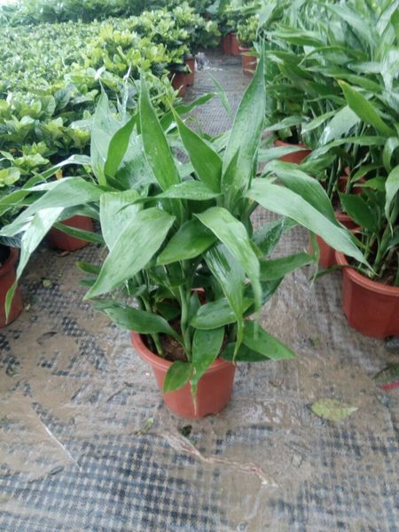 富贵竹大叶竹转运竹办公室客厅水培泥土养殖植物花卉盆栽净化空气