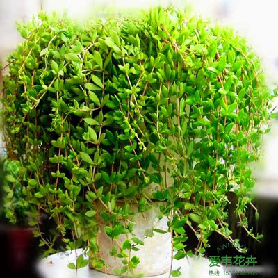 秒杀室内苗木净化空气吸甲醛植物花卉盆栽 土培/水培吊兰 佛甲草