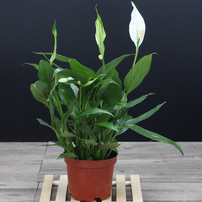 白鹤芋白掌一帆风顺中大型绿植物盆栽景吸甲醛抗霾净化清净新空气