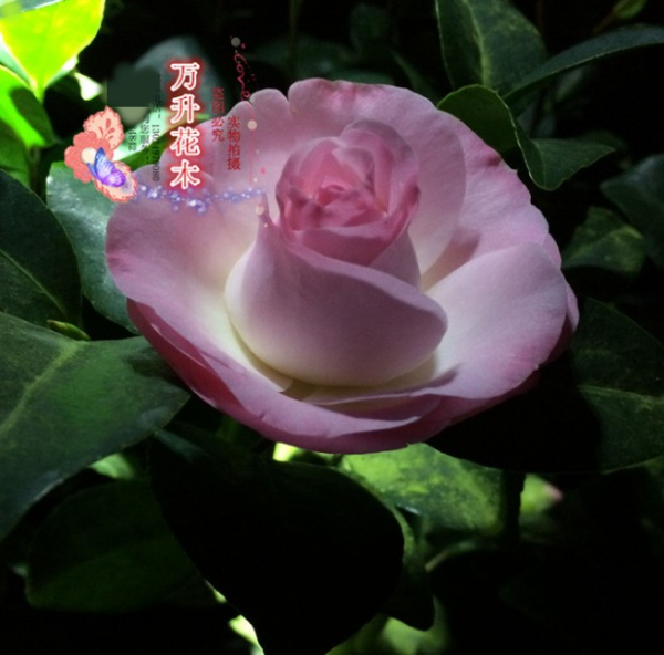 全国包邮 康寿桃茶花 学名美琳达茶花 高端大气上档次 美林达茶花