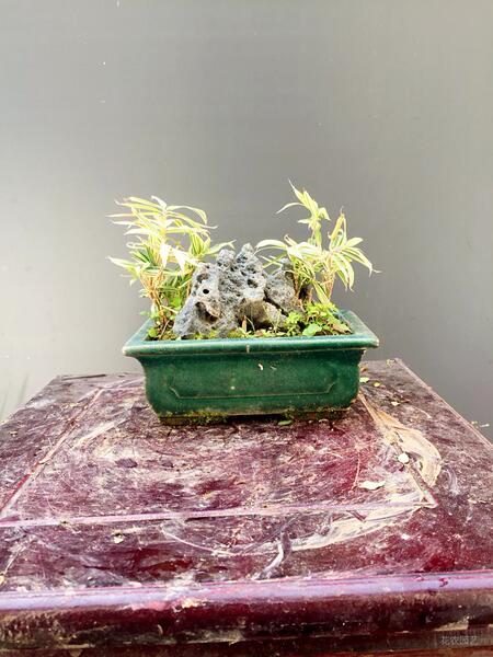 日本姬竹斑叶竹小盆景 小竹子微型盆景盆栽实物 斑叶竹常青绿植