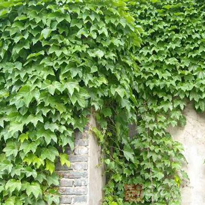 三爪金龙 三叶地锦 爬山虎 药用藤本药物植物