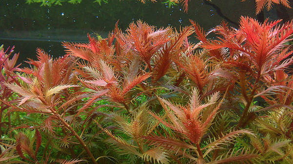 红雨伞 红色系中后景装饰背景水草 鱼缸水下草造景真水草/支