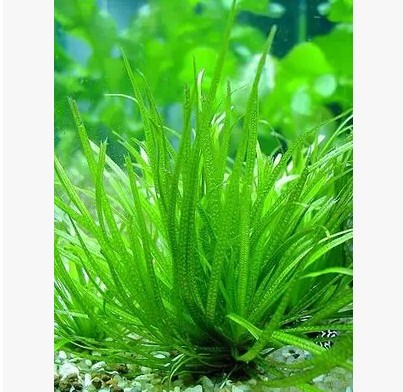 水草 造景水草 正宗日本箦藻 自家繁殖 有土繁殖