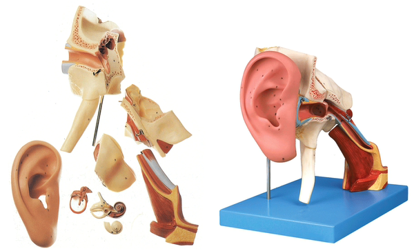 耳朵模型 人體醫用耳解剖模型 內耳中耳外鼓膜五官科顳骨耳鼻喉科