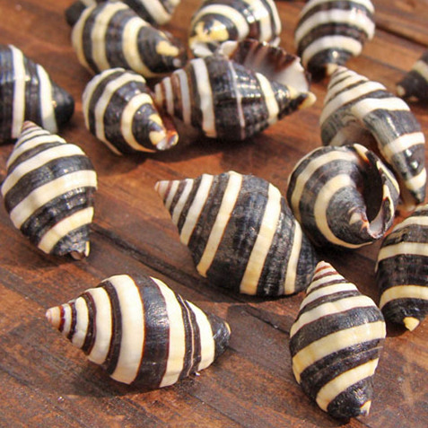 斑马螺螺贝壳海螺珊瑚地台家居装饰收藏鱼缸地中海1-2cm-淘宝台湾,万