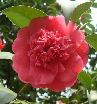 盆栽花卉室内植物 茶花苗 树苗3年 有氧绿植 耐冬花