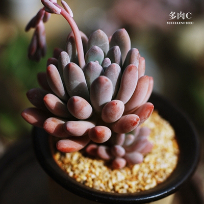 爱尚多肉 京美人 叶插苗