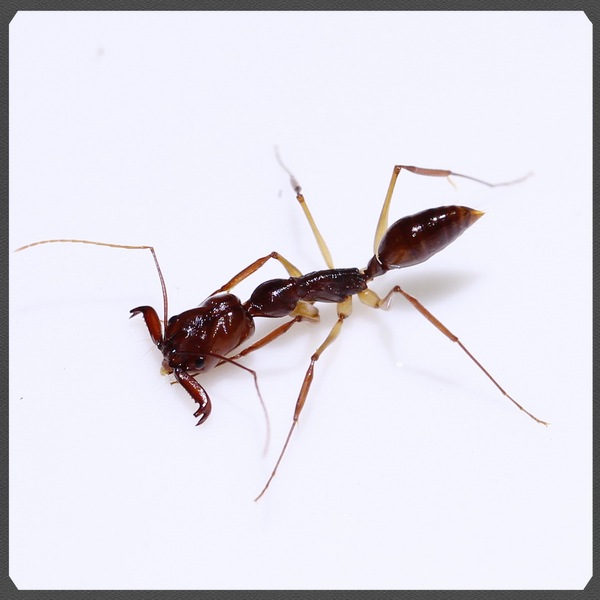 宠物蚂蚁|争吵大齿猛蚁(odontomachus rixosus)|4后60多工现货