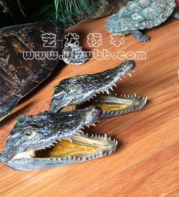 动物标本 场景装饰创意摆件 送礼收藏鳄鱼头标本