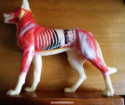 狗解剖 狗针灸 狗模型 教学模型 塑料狗模型