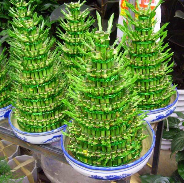 绿色元素水培富贵竹塔竹塔8层大富大贵转运竹节节高绿色植物盆栽