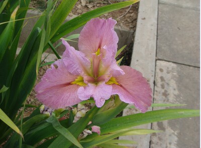 路易斯安娜鸢尾2号 浅粉色大花 常绿鸢尾水生陆生庭院绿化