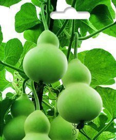 小兵丹葫芦 精装花种子 爬藤/攀缘植物 家庭盆栽易种植物 2粒