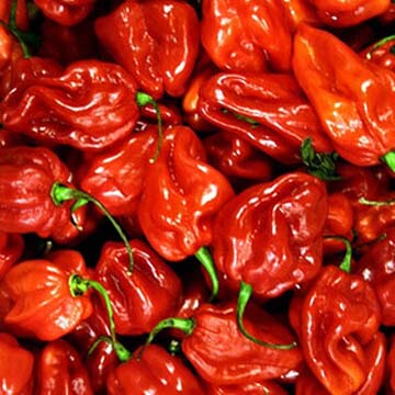 加拿大进口 苏格兰红帽辣椒种子 (scotch bonnet pepper)阳台盆栽