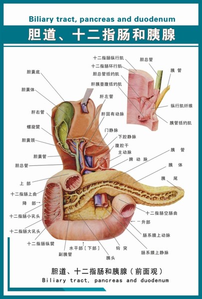 肝胆解剖图详细图高清图片