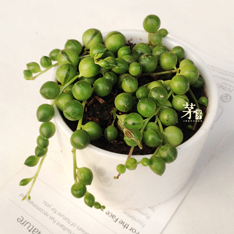 多肉植物 佛珠 多肉 珍珠吊兰 办公桌面盆栽 易养易培育