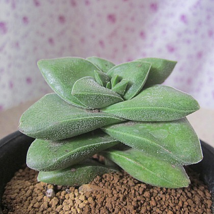 神童5-6cm 小夜衣 趣味多肉植物 大棚实拍图片 品相超好