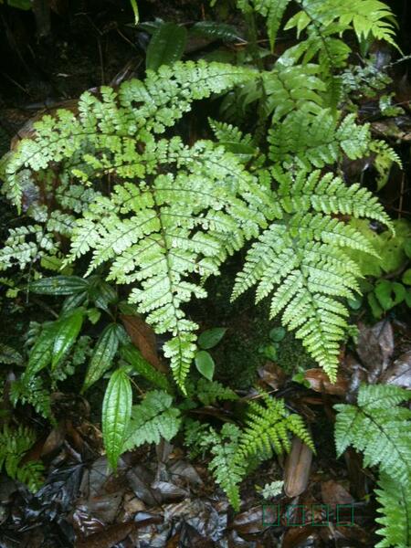 云南红河特产 新鲜蔬菜 天然无污染 野生水蕨菜 原始森林特有蔬菜