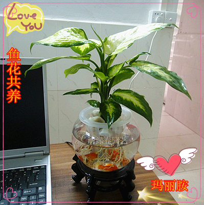 室内盆栽鱼花共养 水培花卉玛丽胺 桌面植物 迷