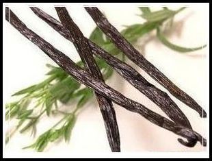 香草豆荚 香荚兰豆 香草棒 10元3根 diy 烘焙材料蛋糕