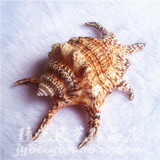 纯天然贝壳海螺六角螺9-11厘米鱼缸水族造景摆件装饰婚庆地台