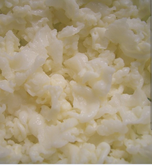 雪莲菌酸奶菌*西藏雪莲·藏灵菇·雪灵芝送滤网一个