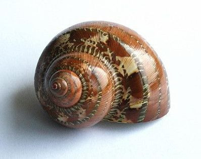 猫眼蝾螺4cm贝壳海螺珊瑚地台装饰收藏摆设礼品鱼缸水族批发