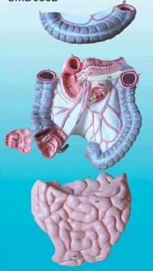 人體自然大1:1結腸空迴腸解剖模型,4部分 腸道子器官內臟解剖模型