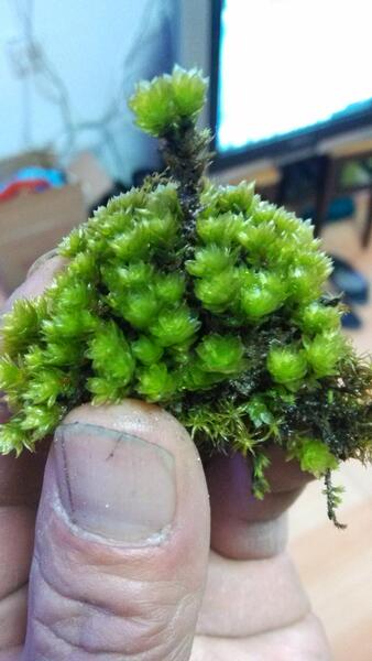 青苔苔藓植物(翡翠莲花藓)微景观生态瓶小品制作点缀-----5元