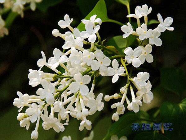 丁香花【白花】又称百结,情客,子丁香 ,洋丁香庭院绿化栽植