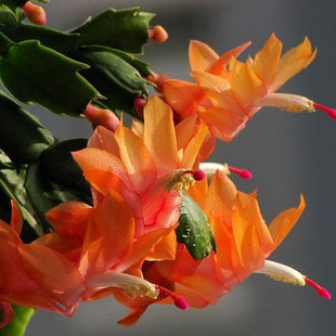 盆栽花卉蟹爪兰(橙黄花色 )防辐射 两年生扦插苗2元一苗