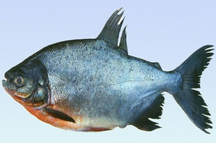 淡水白鲳养殖技术教程 教材资料/正版包邮