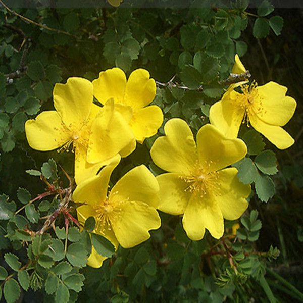 新疆野生花卉/宽刺蔷薇rosa platyacantha schrenk(种子预定)