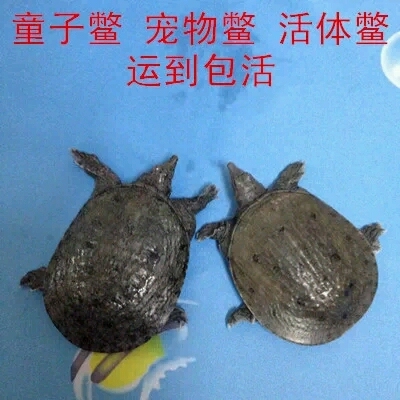 童子鳖活体鳖水鱼团鱼小甲鱼160克3只起售运到包活江浙沪5只包邮