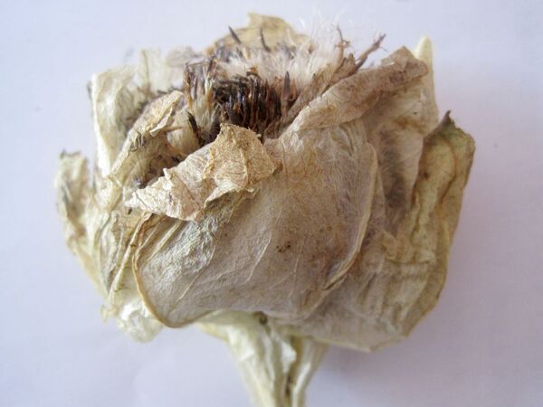新疆天山野生雪莲花带茎带叶西域10朵包邮清火纯天然新疆特产