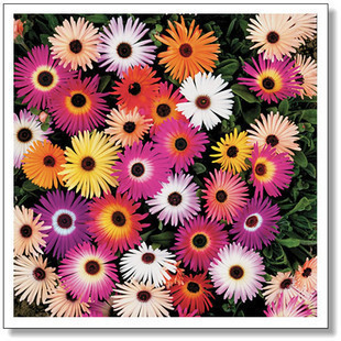 众艺 花卉种子 =垂吊彩虹花(混和色)