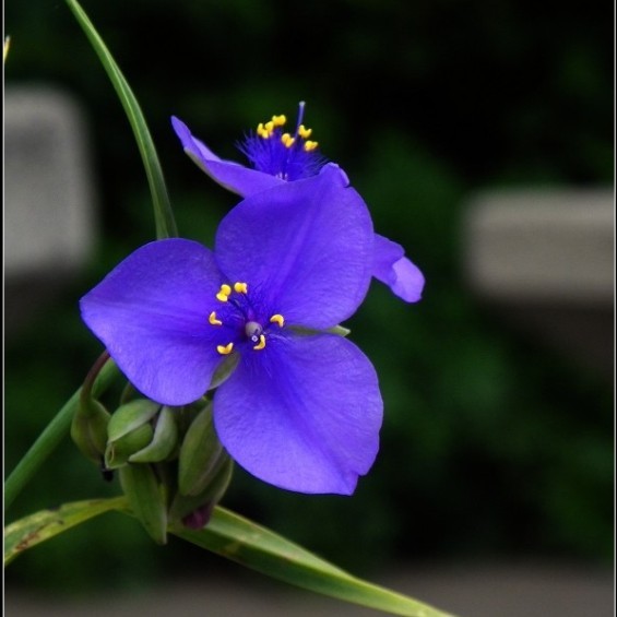 庭院花卉苗木 地被植物兰花草 无毛紫露草 蓝紫色 易养易开花盆栽