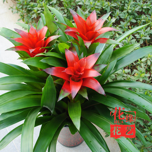 【花缘花艺】3株开门红全家福凤梨盆栽 开业乔迁送人 限售无锡