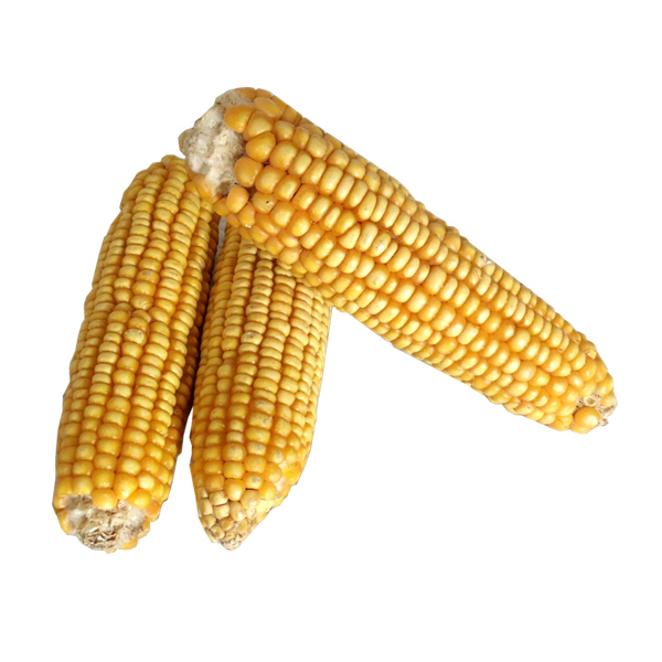 小宠兔子 仓鼠 龙猫磨牙干玉米棒 玉米棍磨牙零食 单根3元