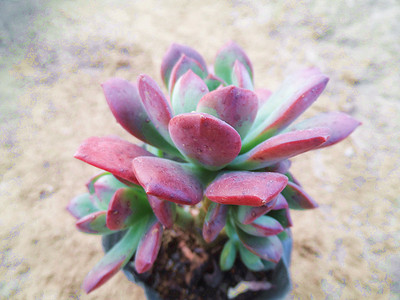红稚莲 红美人 echeveria macdougallii 小老桩