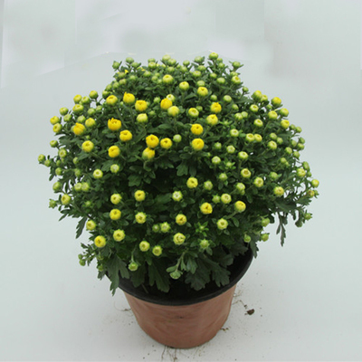 特价批发千头菊花盆栽 小雏菊 菊花 菊花苗 节日用花卉千头菊盆栽