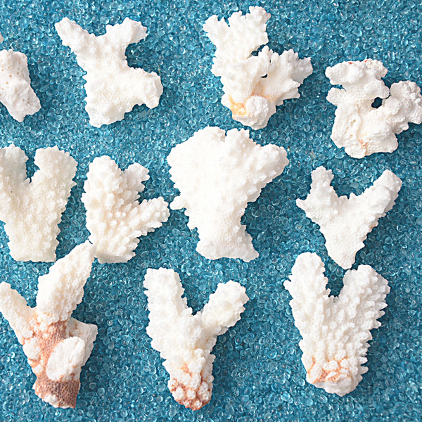 天然白珊瑚鱼缸珊瑚造景批发水族箱装饰珊瑚家居装饰 珊瑚枝