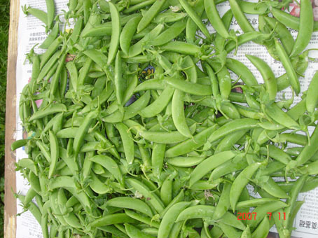 新鲜带壳豌豆豌豆荚壳子农家自种新上市有机蔬菜江浙沪6斤包邮