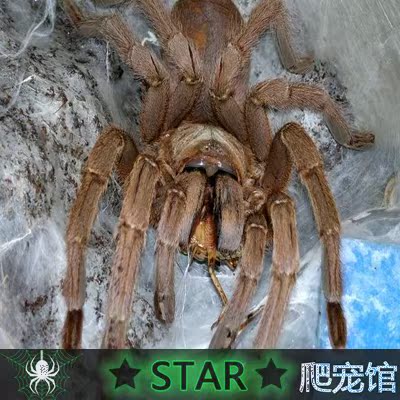 star爬宠国产 敬钊缨毛蛛捕鸟蜘蛛活体凶猛幼体1.5cm 送饲养7件