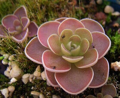 食虫植物—爱兰捕虫堇