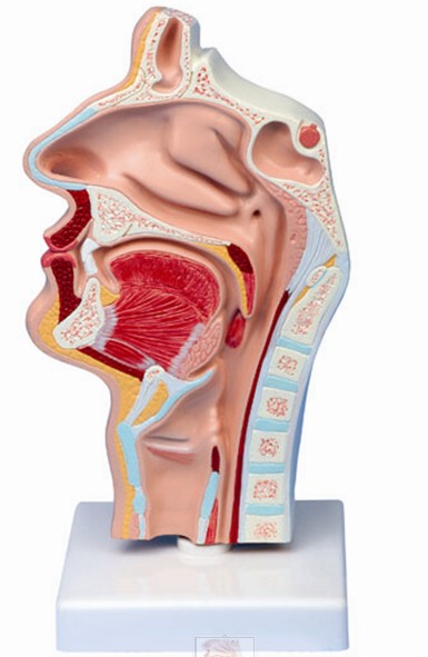 人体鼻腔口腔 咽 喉解剖模型 正中失状断 喉咽腔 耳鼻喉科模型