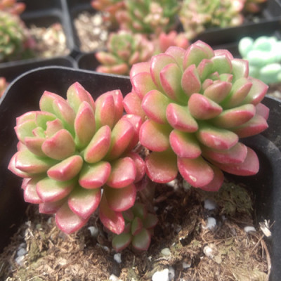 乔伊斯塔洛克|2头,景天科景天属|多肉植物批发