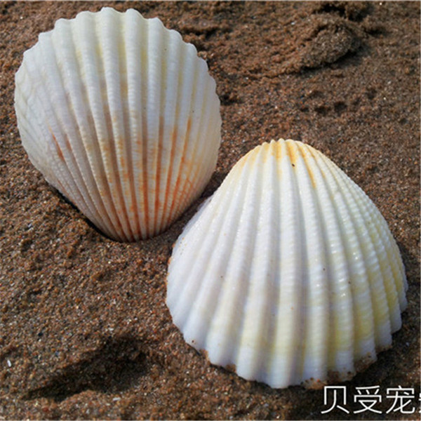 天然椰子贝 4cm左右 贝壳海螺 地台装饰 收藏 鱼缸狮子贝diy实拍-淘宝